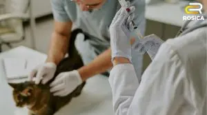 Veterinarian holding a cat on its office table