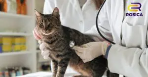 Veterinarian in a white coat and gloves examines a cat with a stethoscope; ROSICA logo in the corner.