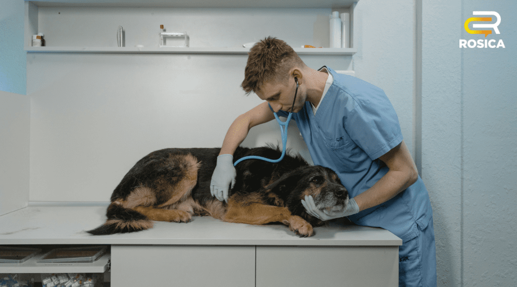 Dog at veterinarian